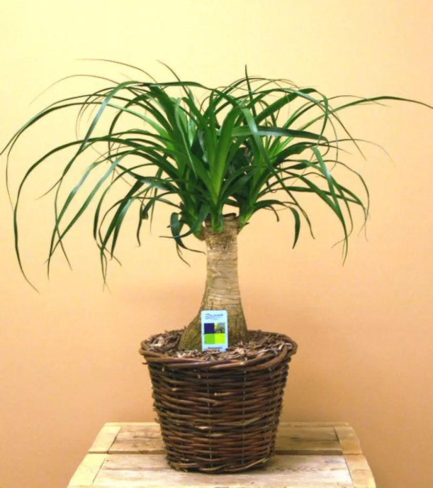 BEAUCARNEA