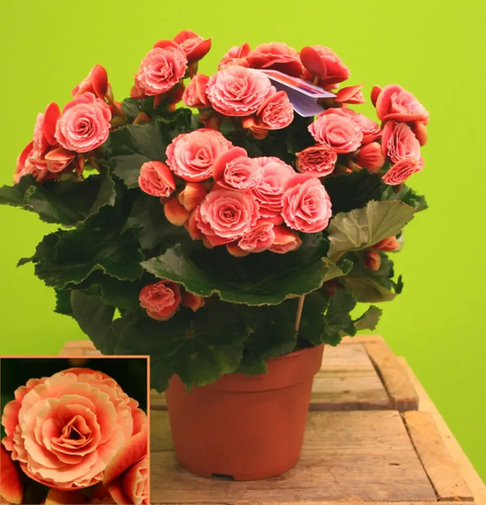 Begonia