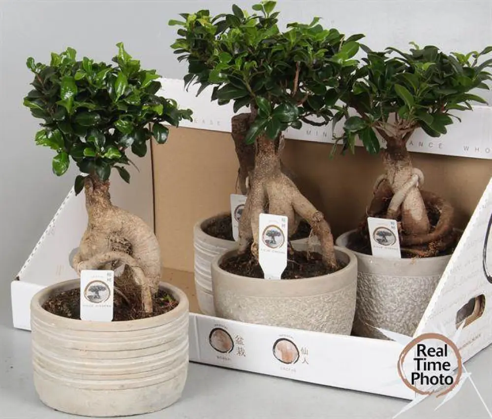 BONSAÏ FICUS GINSENG