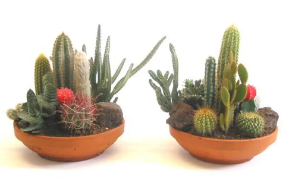 COUPE CACTUS