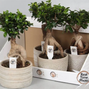FICUS BONSAI GINSENG (intérieur)