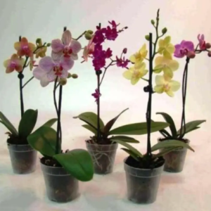 Orchidée Phalaenopsis 2 hampes V3