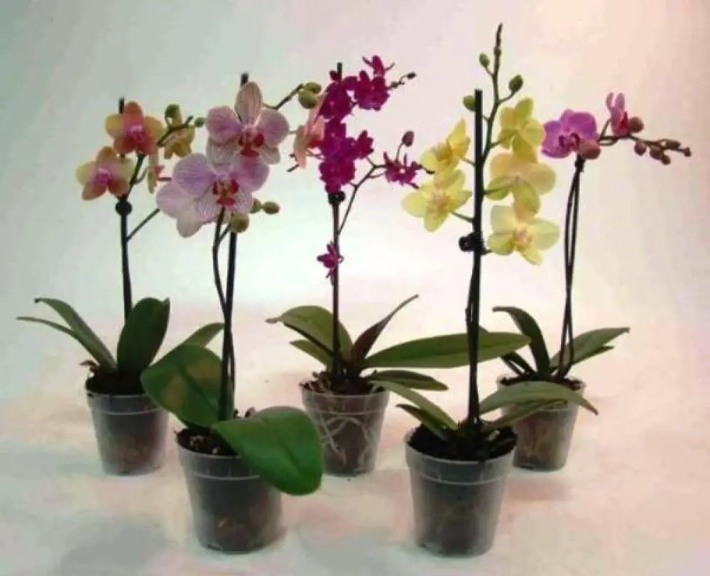 Orchidée Phalaenopsis 2 hampes V3