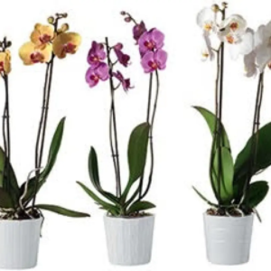 Phalaenopsis 2 tiges avec cache pot