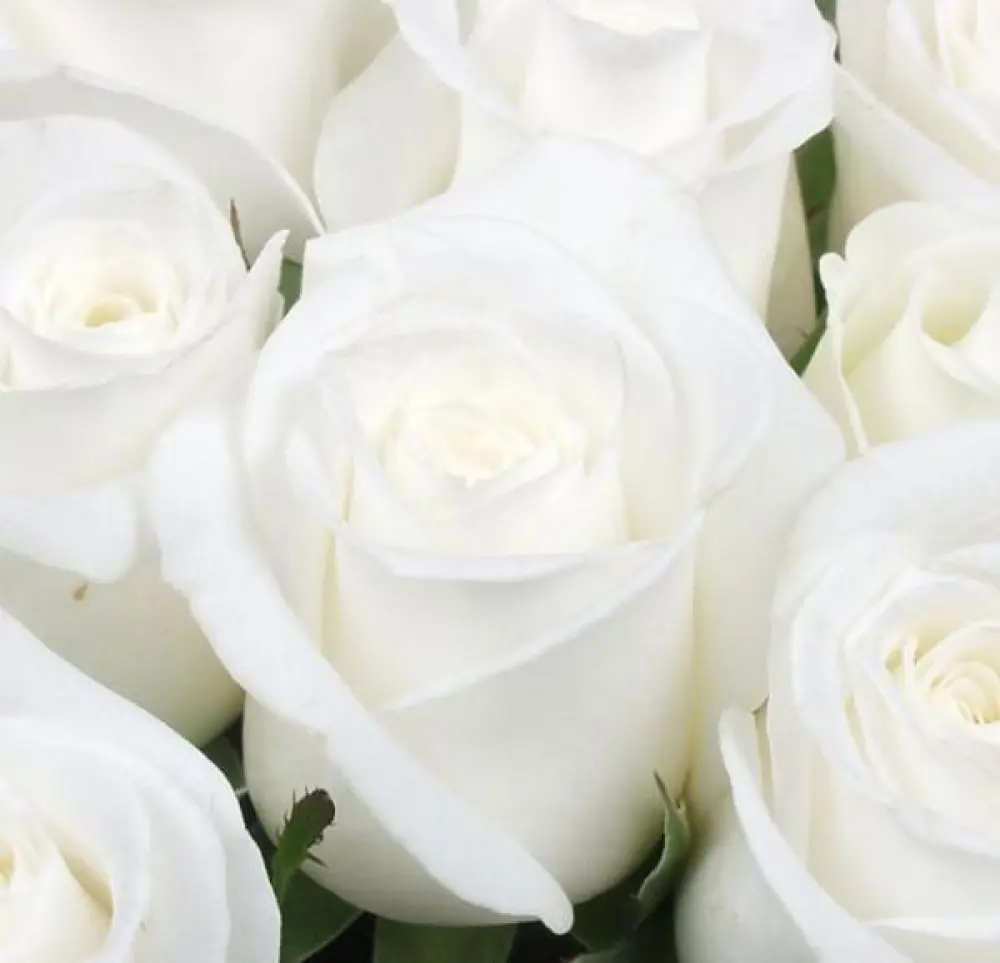 Roses Blanches 60cm