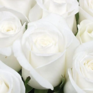 Roses Blanches 80cm