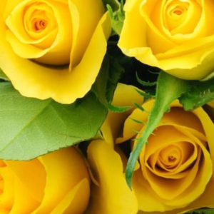 Roses Jaunes 60cm