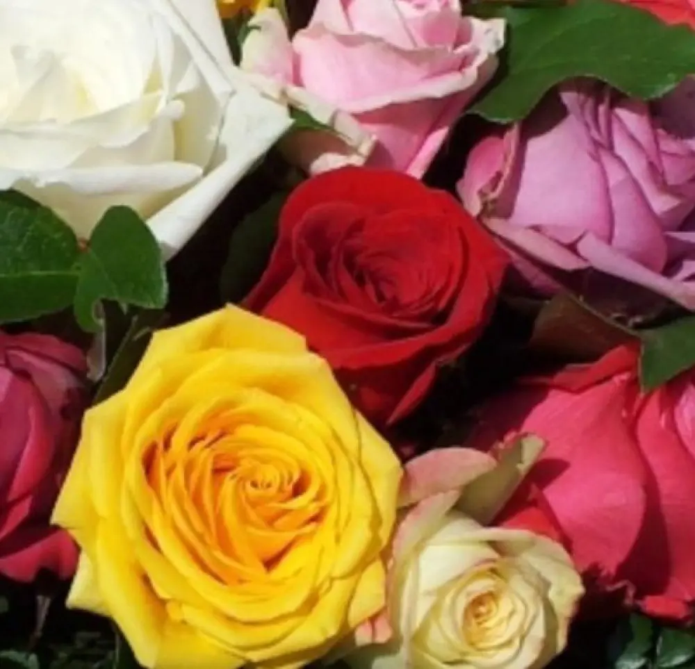 Roses Multicolores 40cm