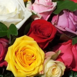 Roses Multicolores 80cm