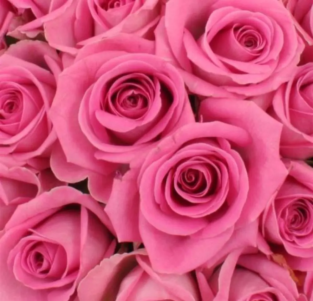 Roses Roses 40cm