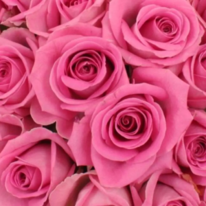 Roses Roses 60cm