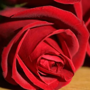 Roses Rouges 40cm