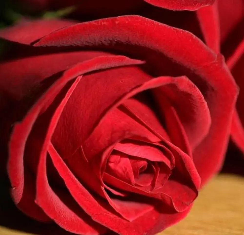 Roses Rouges 60cm