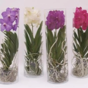 Vanda dans vase 80cm