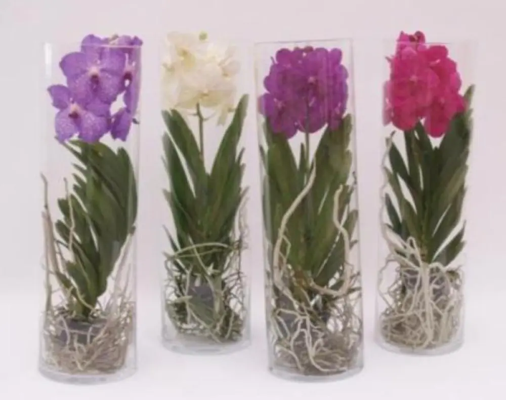 Vanda