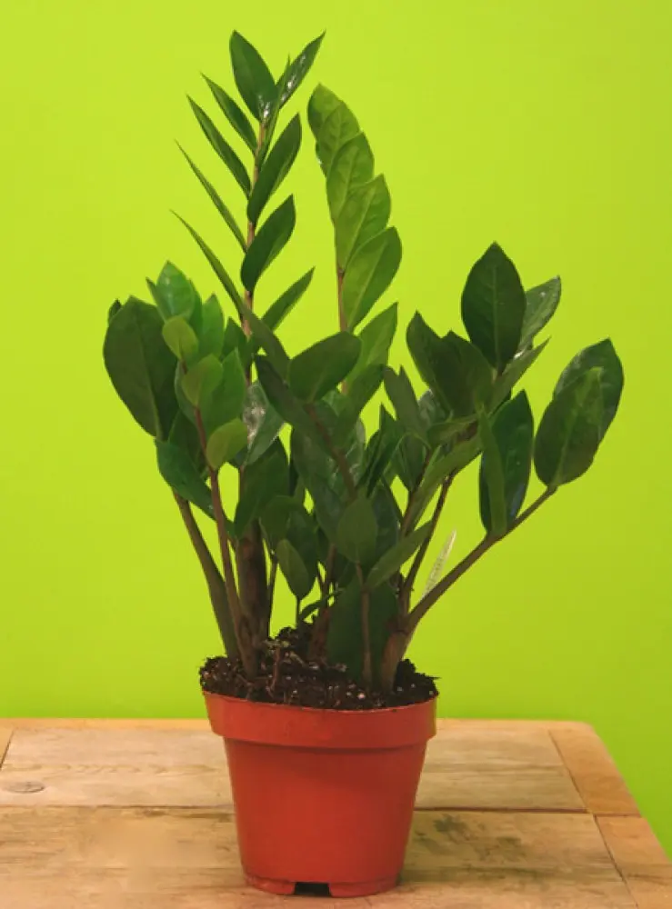 ZAMIOCULCAS