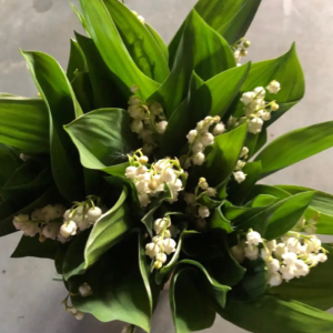 BOUQUET 30 BRINS DE MUGUET