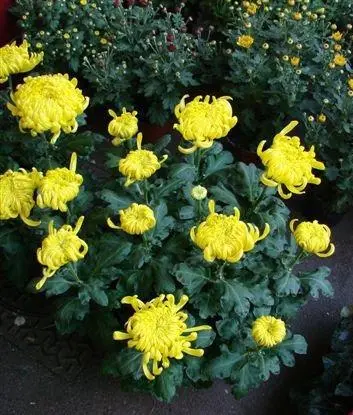 CHRYSANTHEME GROSSES TETES
