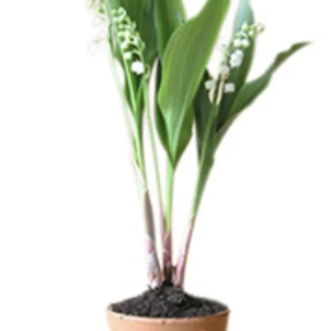 POT MUGUET RACINE (avec cache-pot)