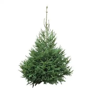 SAPIN NORDMANN 110cm